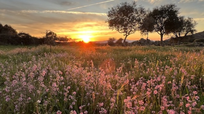 inspiring sunset over wild flower field reminding you of your power inspiring sunset over wild flower field reminding you of your power